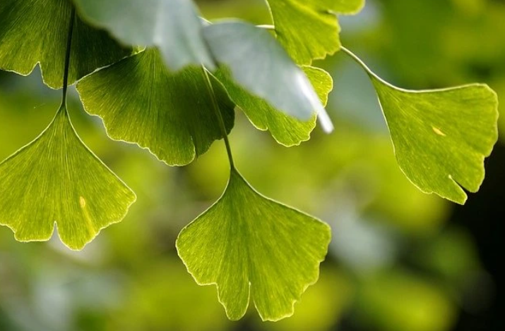 Ginko dvojlaločné