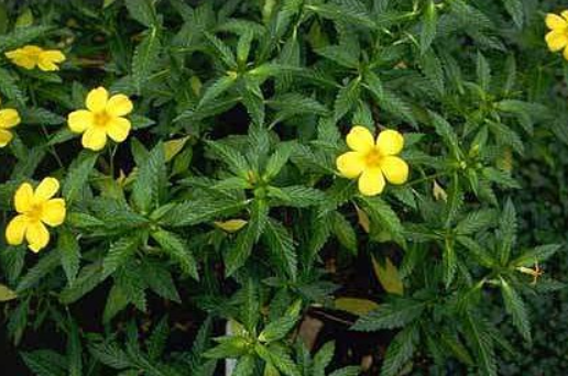 Damiana