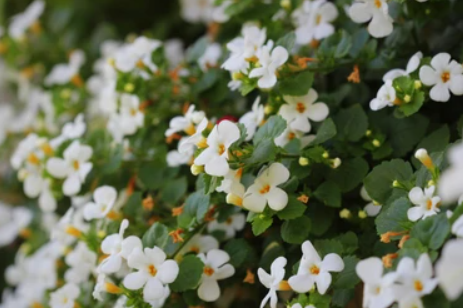 Brahmi