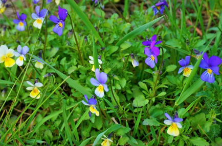 Macoška