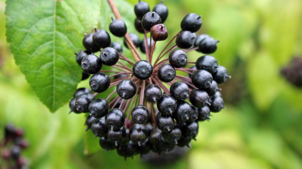 Všehojovec štetinatý (Sibírsky žen-šen)