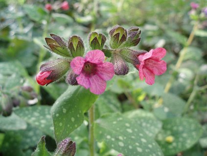 Pulmonaria officinalis Plucnik lekarsky