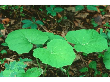 Podbeľ liečivý Listy 2