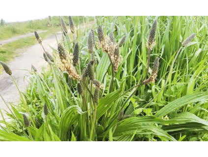 skorocel kopijovity ucinky