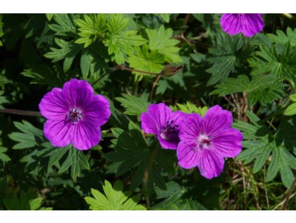 Snímka obrazovky 2025 08 28 135807