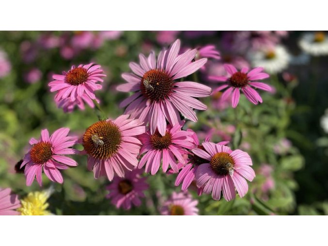 echinacea purpurova clanokW