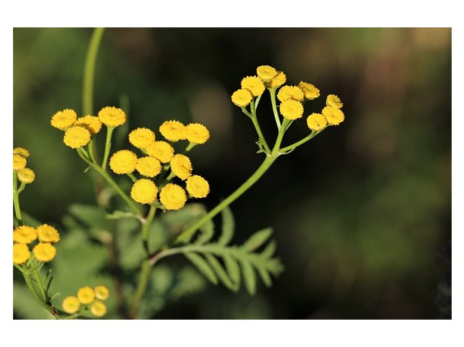immortelle 3586525 640