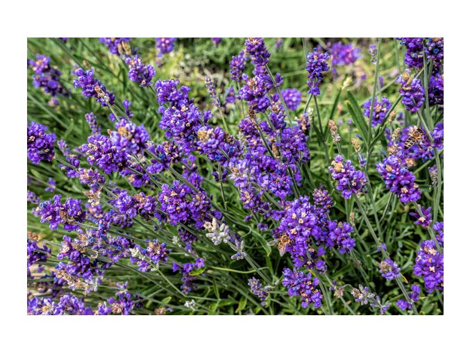 levandula