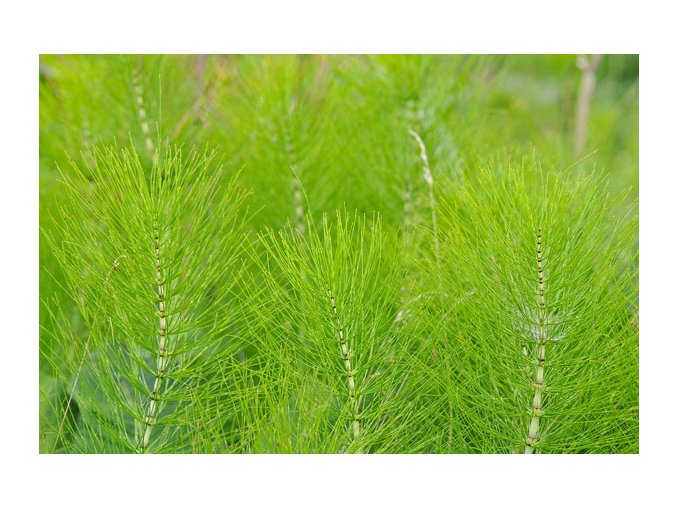 praslicka rolna