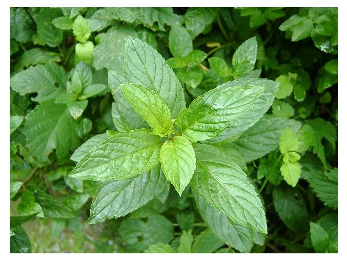 9369 1 mata pieporna vnat 50g
