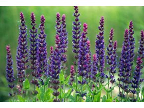 salvia
