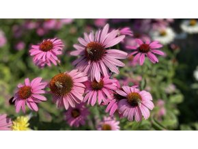 echinacea purpurova clanokW
