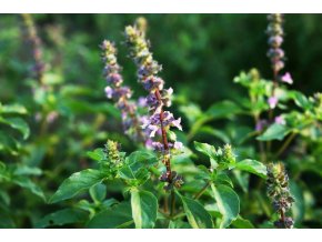 Bazalka posvatna Tulsi 02 TEE.SK