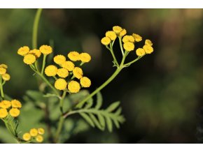 immortelle 3586525 640