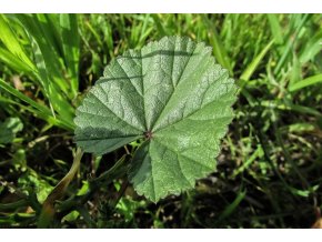 marsh mallow 1875763 1280