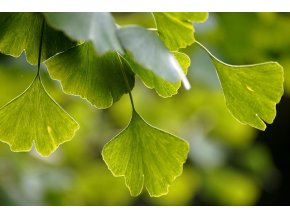 text ginkgo biloba 2735 (1)