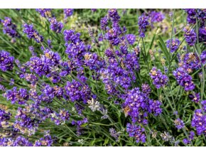 levandula