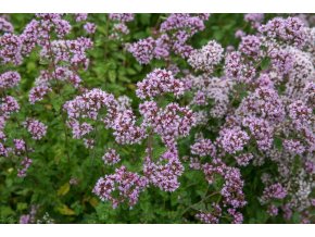 oregano