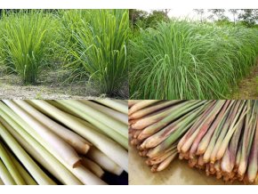 citronela