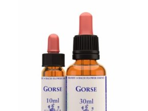 virtusia bachovky Gorse 300x300