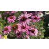 echinacea purpurova clanokW