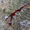 sangre de drago2 3 1543692765333 0x720 tt 90 15496245674425 0x720 tt 90