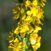 virtusia bachovky Agrimony 1 300x300