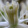 virtusia bachovky Clematis4AW 300x300