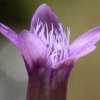 virtusia bachovky Gentian6AW 300x300