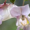virtusia bachovky Impatiens7AW 300x300
