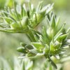 virtusia bachovky Scleranthus3AW 300x300