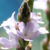 virtusia bachovky Vervain9AW 300x300