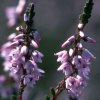 virtusia bachovky Heather1AW 300x300