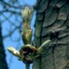 virtusia bachovky ChestnutBud1AW86 300x300