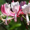 virtusia bachovky Honeysuckle5AW 300x300