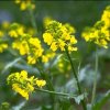 virtusia bachovky Mustard2AW 300x300