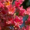 virtusia bachovky RedChestnut2AW 300x300