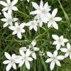 virtusia bachovky StarBethlehem4AW 300x300