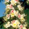 virtusia bachovky WhiteChestnut1AW 300x300