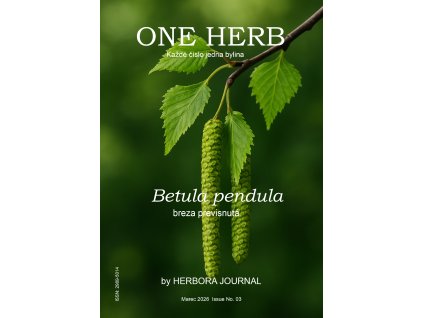 betula03
