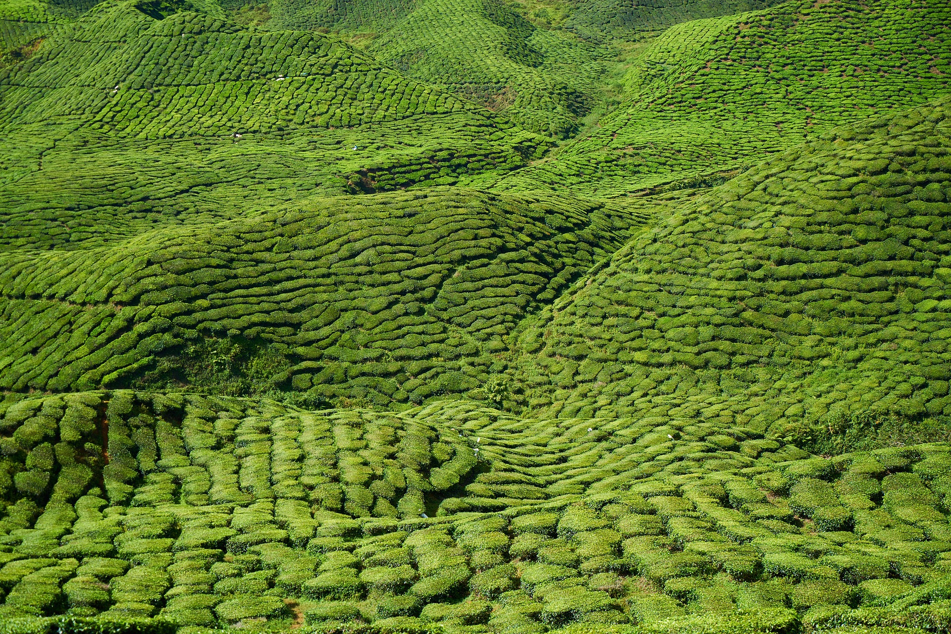 Green Tea and Caffeine