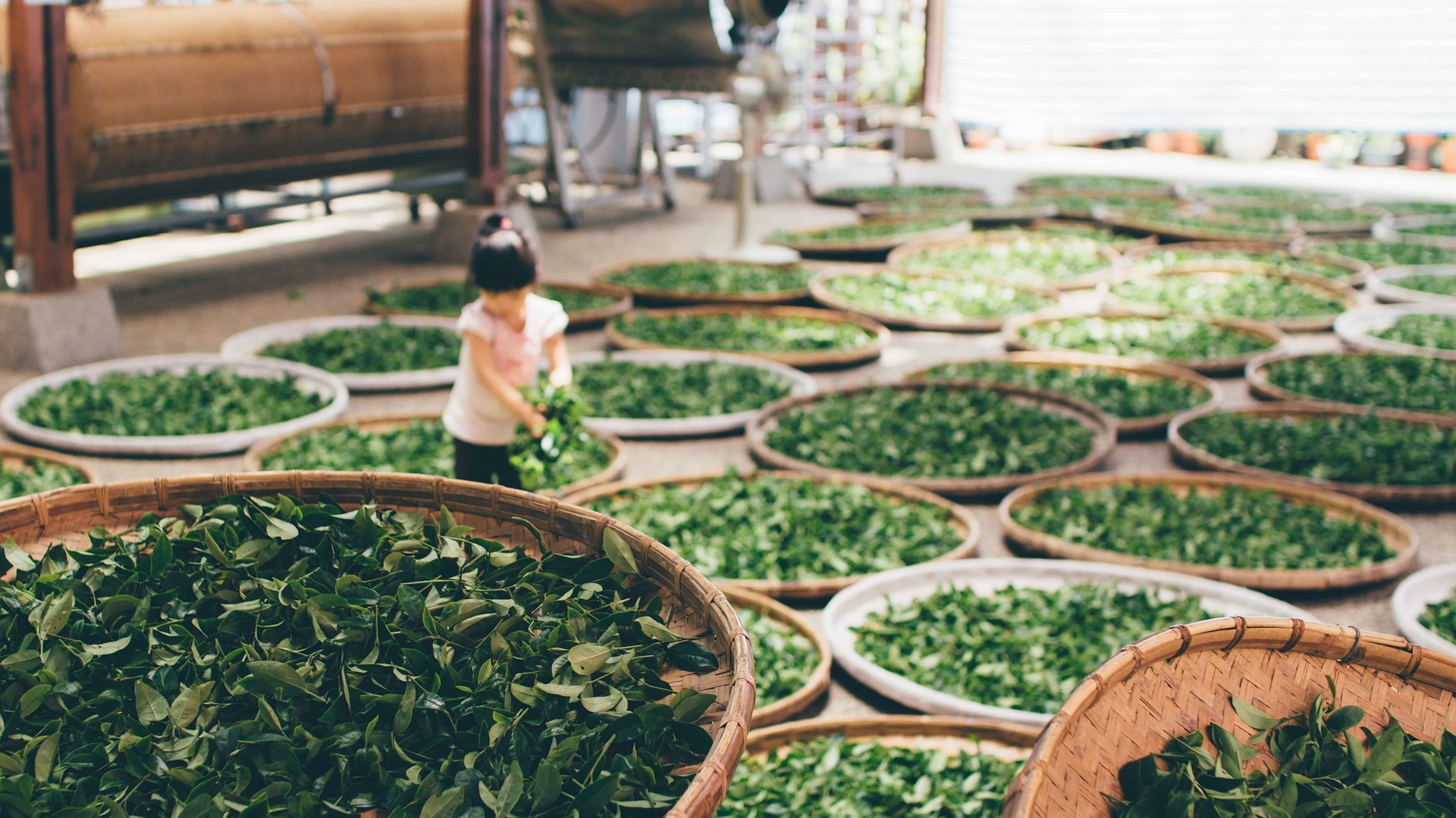 Different types of Green Tea