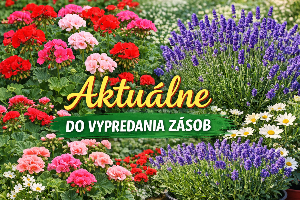 Živé kvety, muškáty