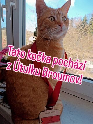 Třeba tato kočka pochází z Útulku Broumov, který podporujeme v jarní výzvě! Tam ji zachránili a ziskala nový domov ❤️...