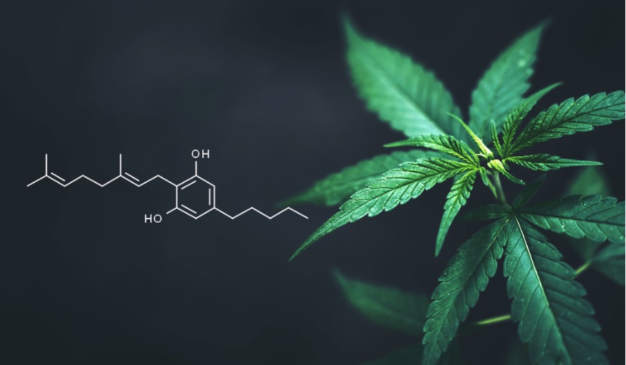 HHC vs. CBD: similarities and differences