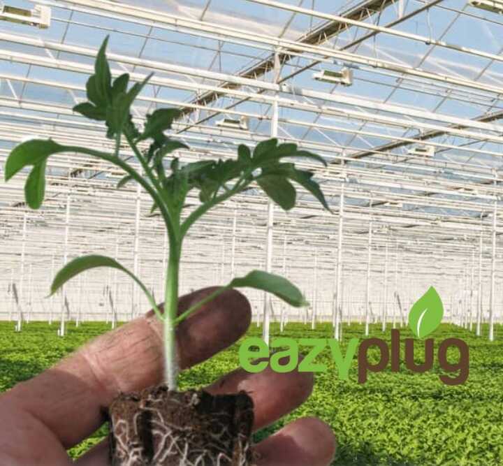 Eazy Plug: Dein Weg zu gesunden Pflanzen und maximalen Erträgen