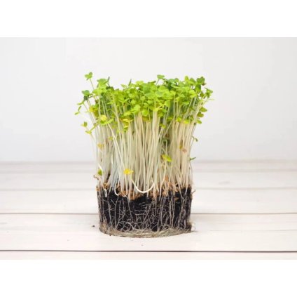 Rucola