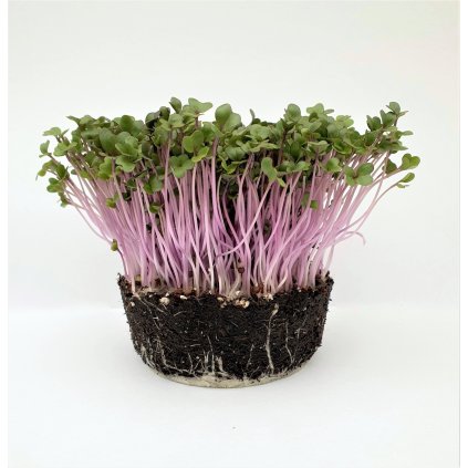 Rosa Higa-Kohlrabi