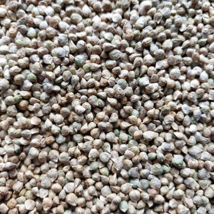 34754 spinat auf microgreens gesat 500 g