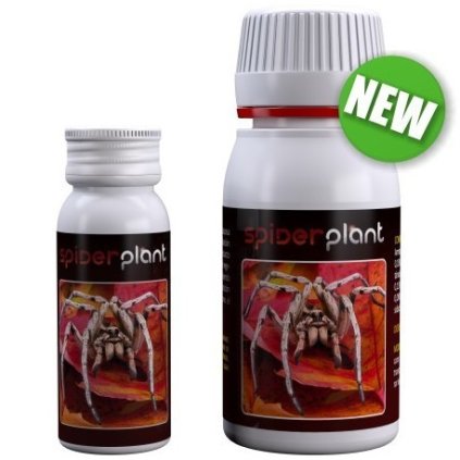 Spinnenpflanze endgültig